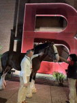 a-bush-horse