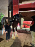 after-session-20-ck-horse
